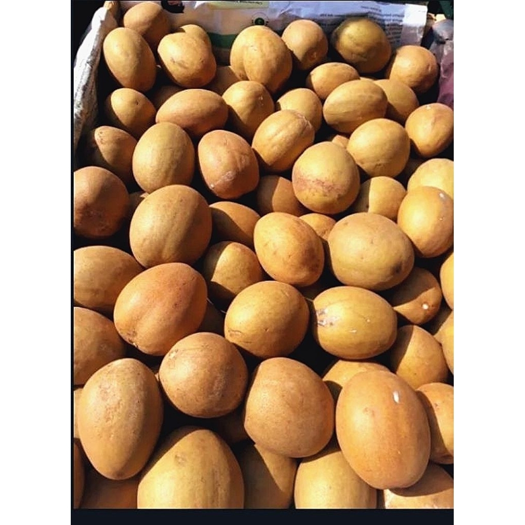 (COD) Sawo Madu Jumbo Asli Manis Sawo madu Super Manis Daging Tebal