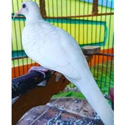 Perkutut Lurik Putih Palmerah