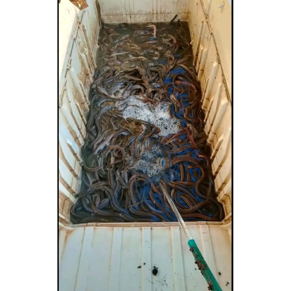 belut ukuran sedan 1kg belut sawah / belut konsumsi