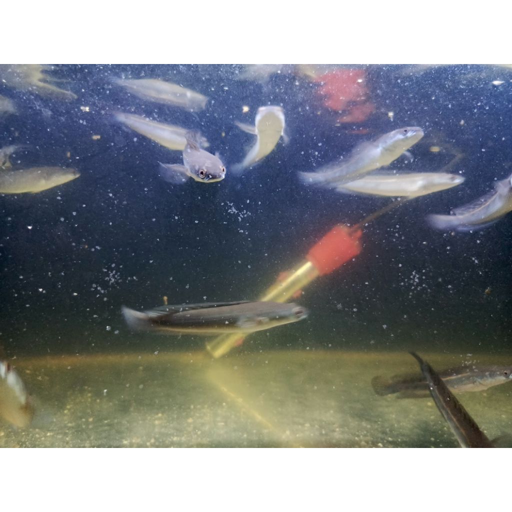 Stiker Maru Batik / Maru YS 12-15CM Ombyok