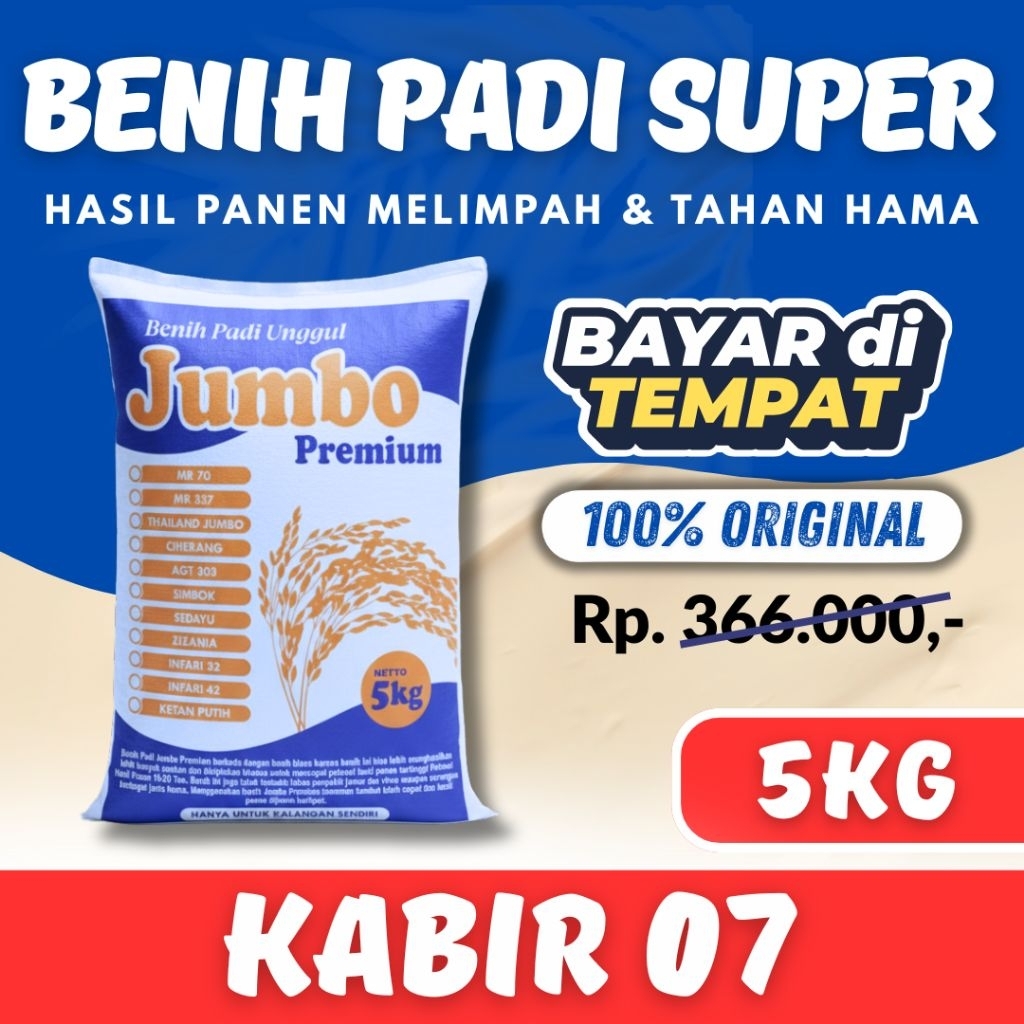 Padi Unggul Kabir 07 5 Kg Premium Padi Unggul Kabir 07 5 Kg Berkualitas Super