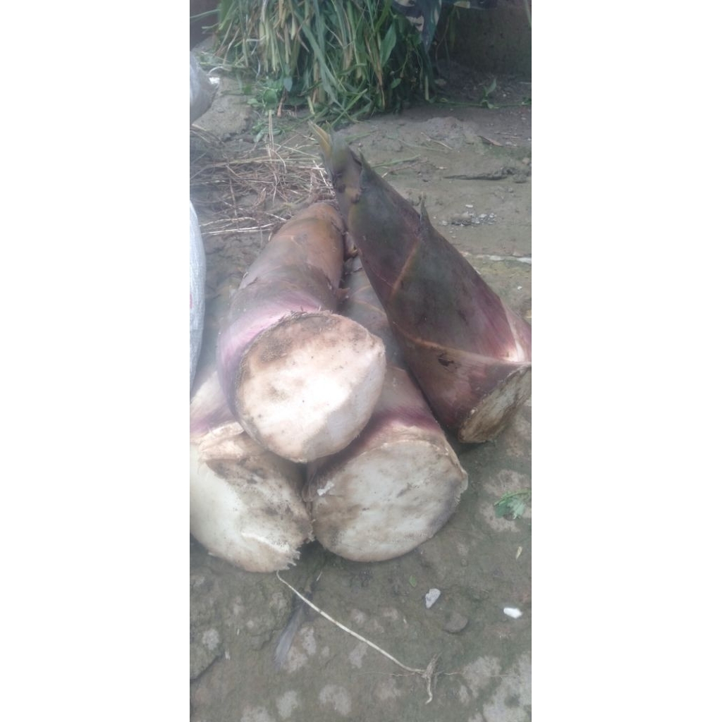 bambu muda Rebung oren fresh 1kg