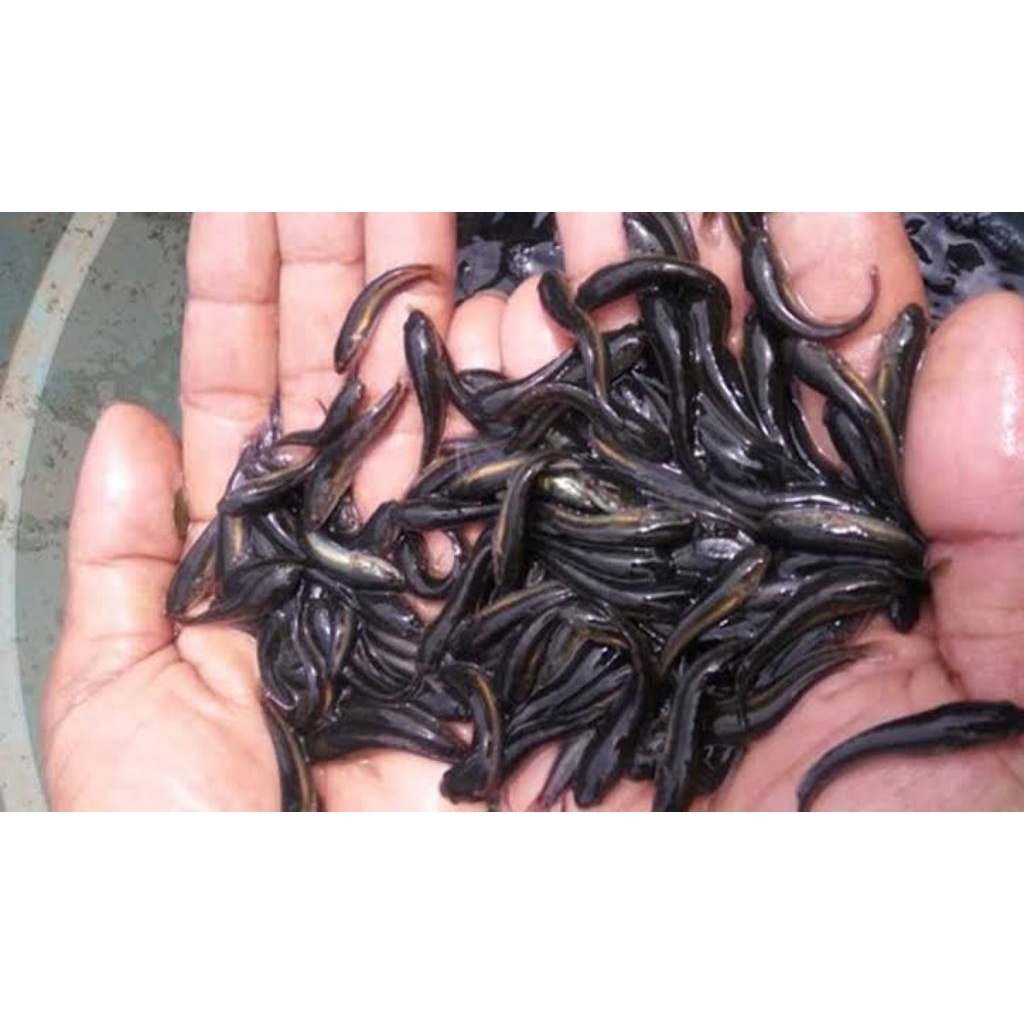 Bibit Ikan Gabus