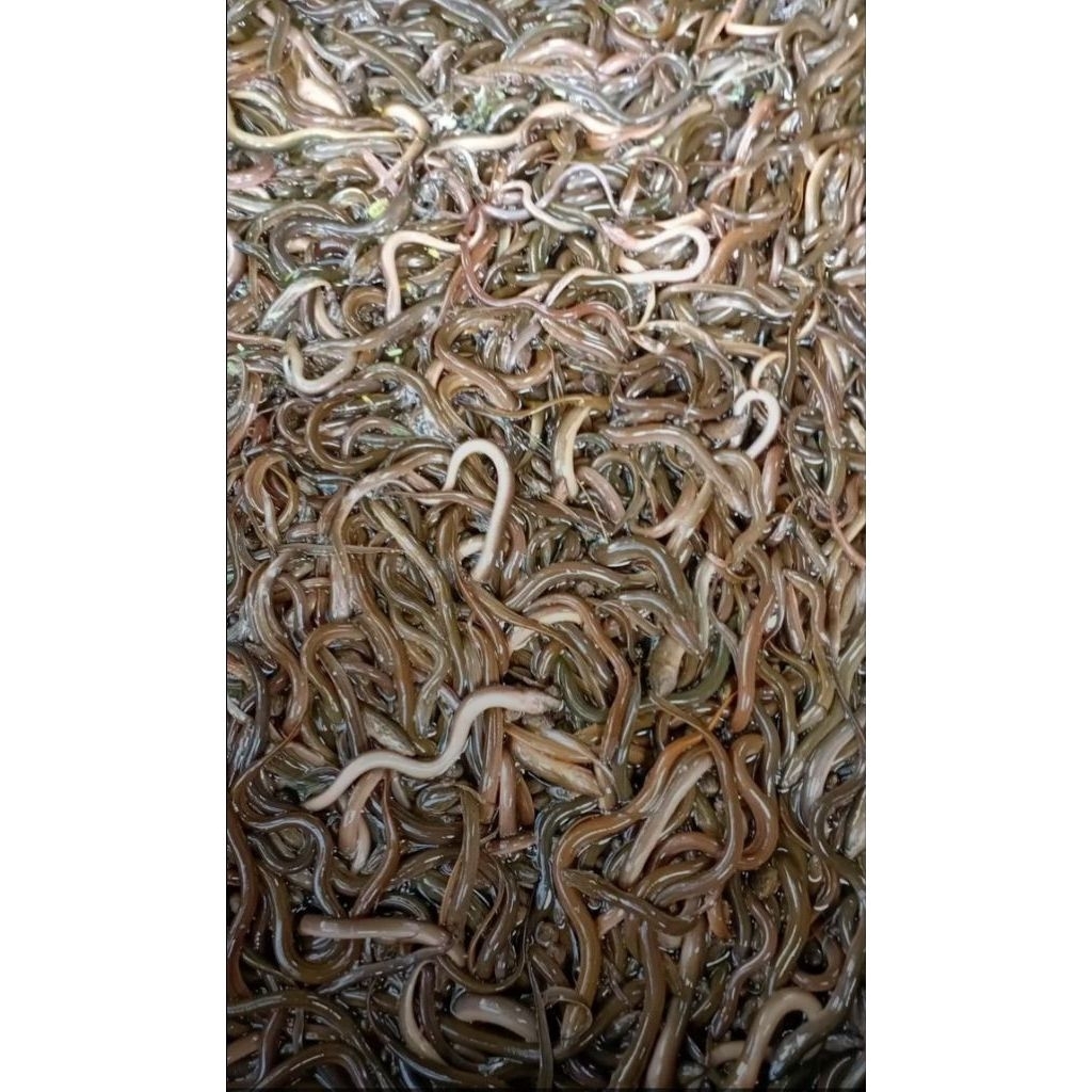 Belut kecil 150 ekor