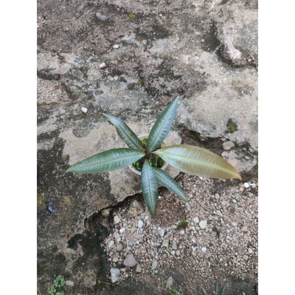 ardisia sp sekadau
