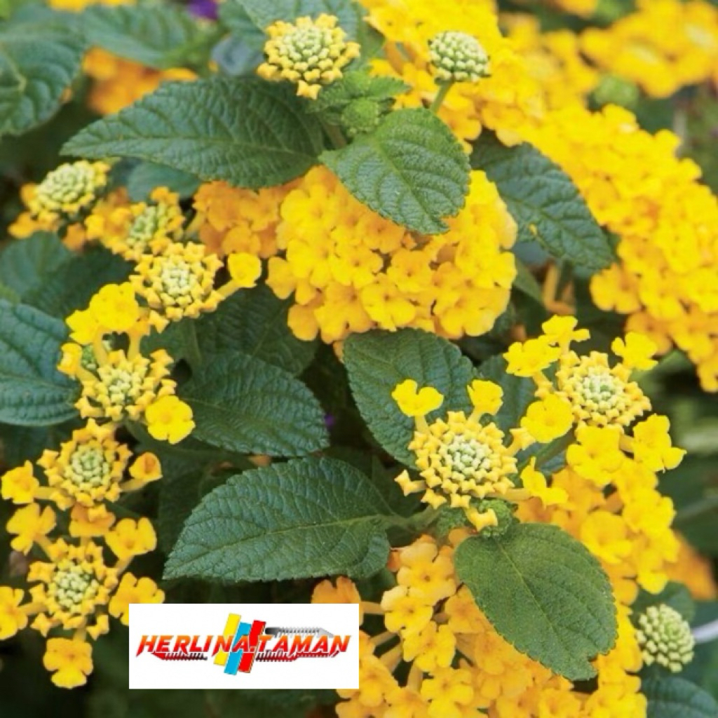 Tanaman Hias Lantana Bunga Kuning - Lamtana Kuning - Lantana - Centre