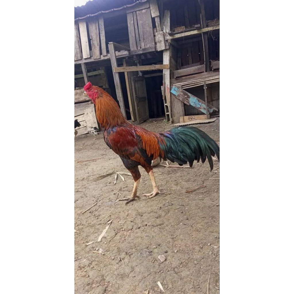 Telur Fertil Ayam Kampung