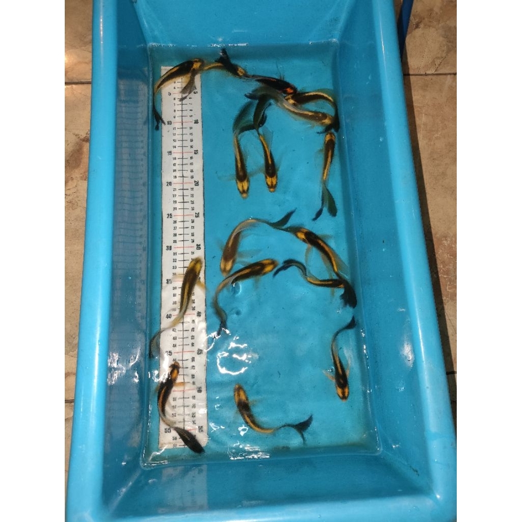 koi jenis kabuto slayer