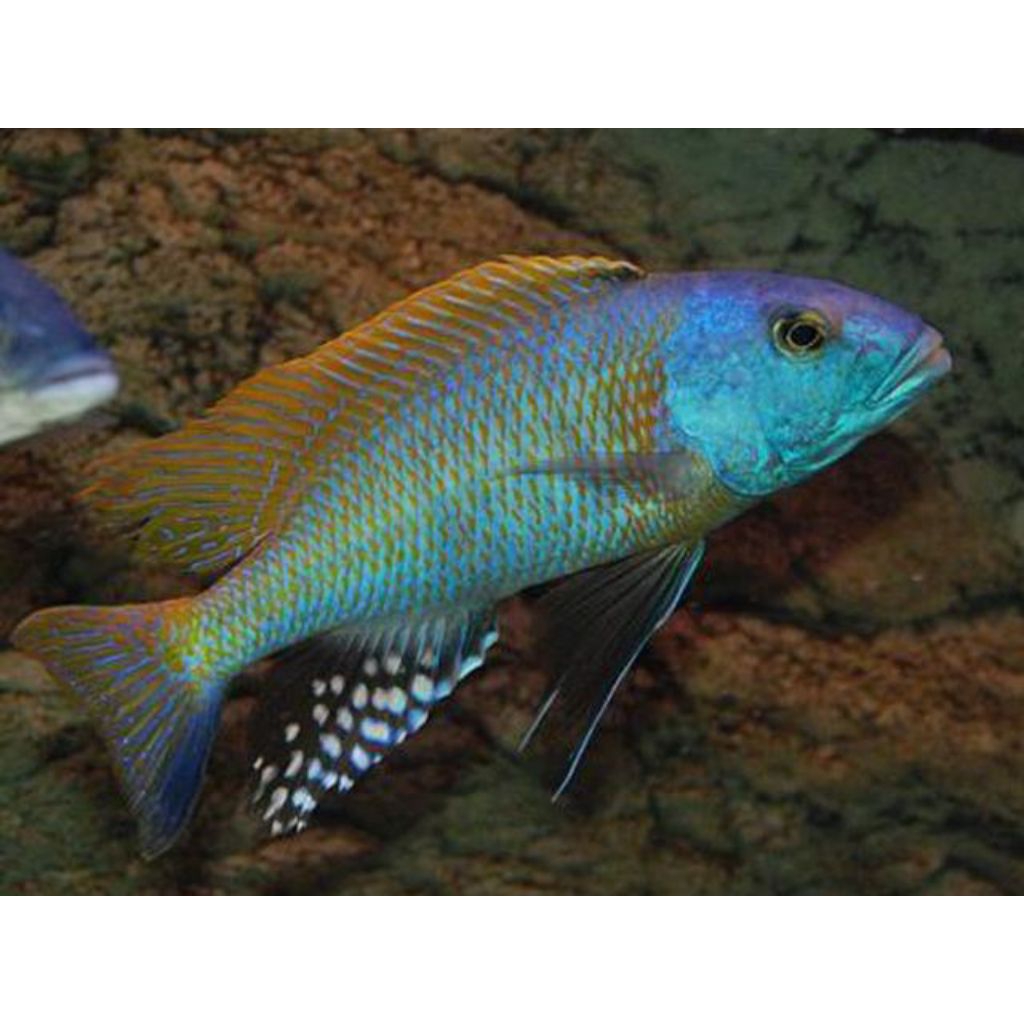 BUCCOCHROMIS RHOADESI PURE | BUCHO CICHLID | HAPS