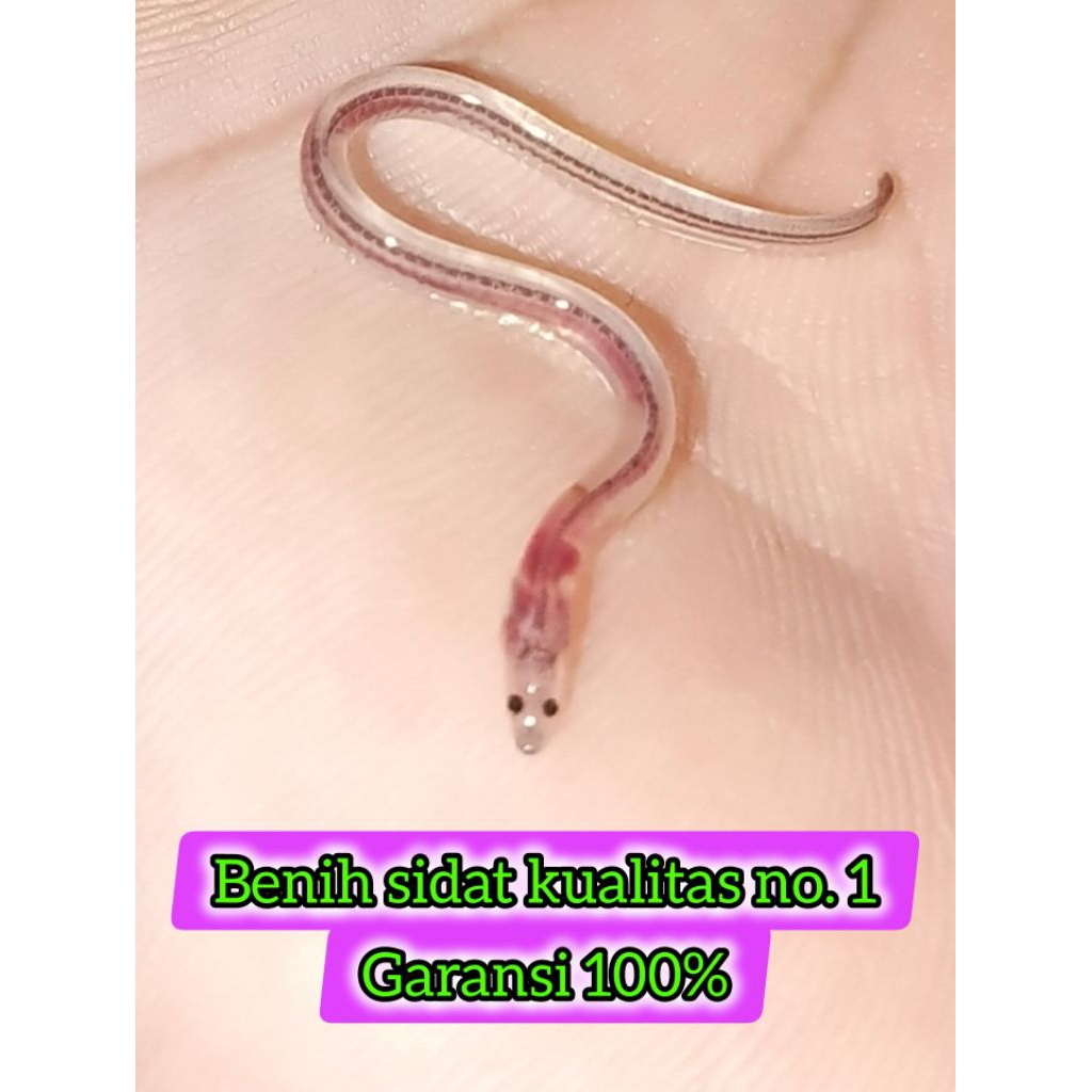 Benih Sidat 2.000 ekor (Glass Eel Bicolor)
