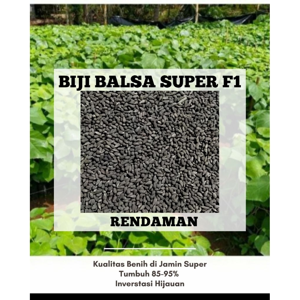 Biji Balsa Putih Super F1 – Benih Unggul Cepat Tumbuh | 1000 Biji / 1 Kg