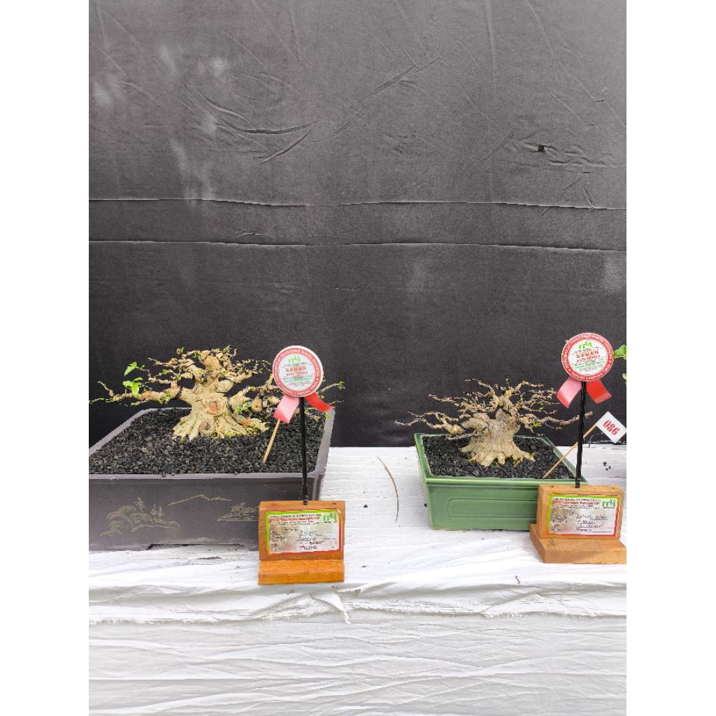 bonsai anting putri siap kontes