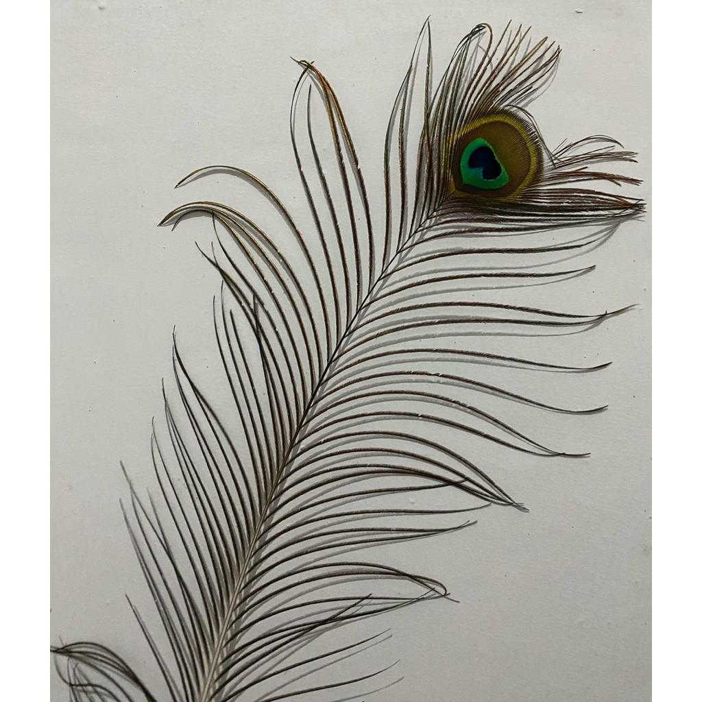 bulu merak biru (merak hindia) original