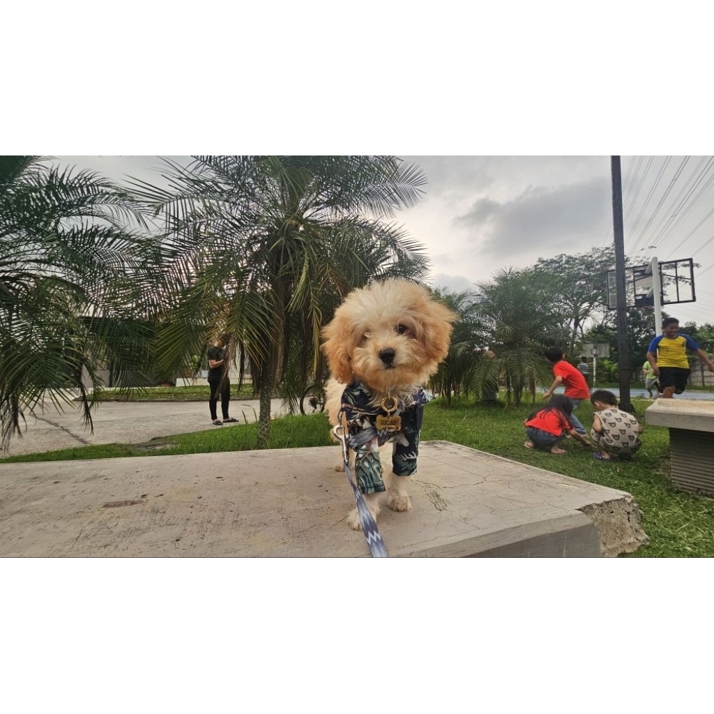 di jual anjing poodle sudah sama kandang dan tempat poop