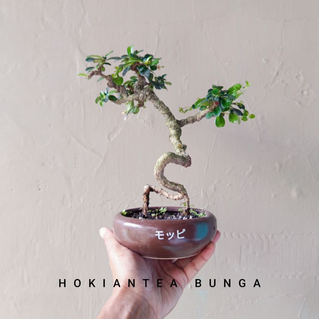 BONSAI HOKIANTEA BUNGA SESUAI FOTO
