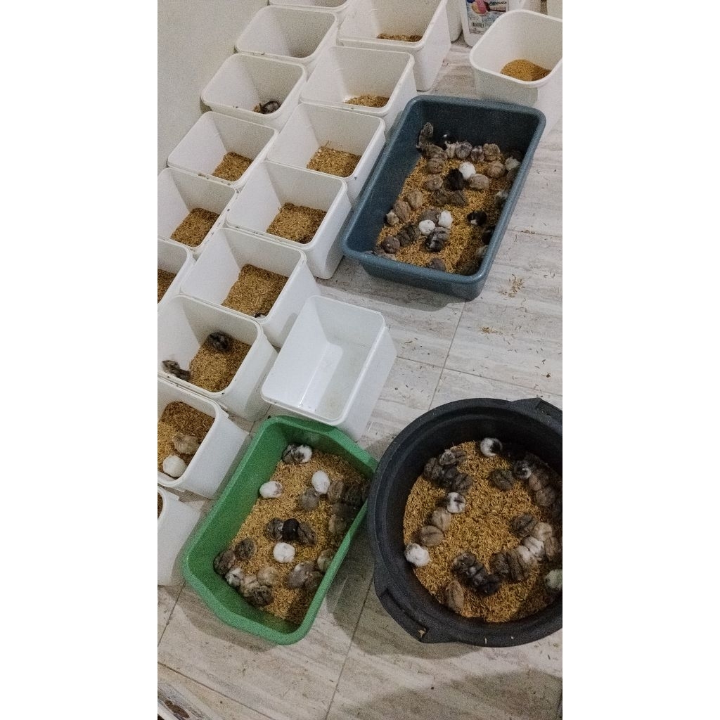 Indukan Sepasang Hamster Campbell BERGARANSI