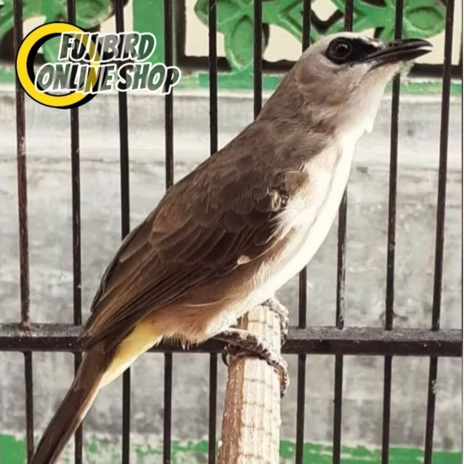 TRUCUKAN KEBO JATIM RAWATAN MAKAN VOR