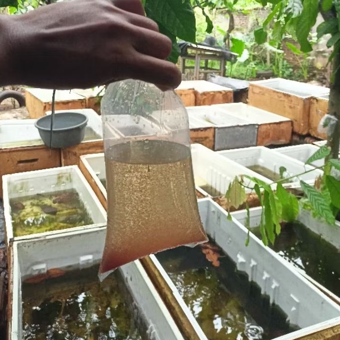 starter kutu air dapnia magna  / kutur air raksasa