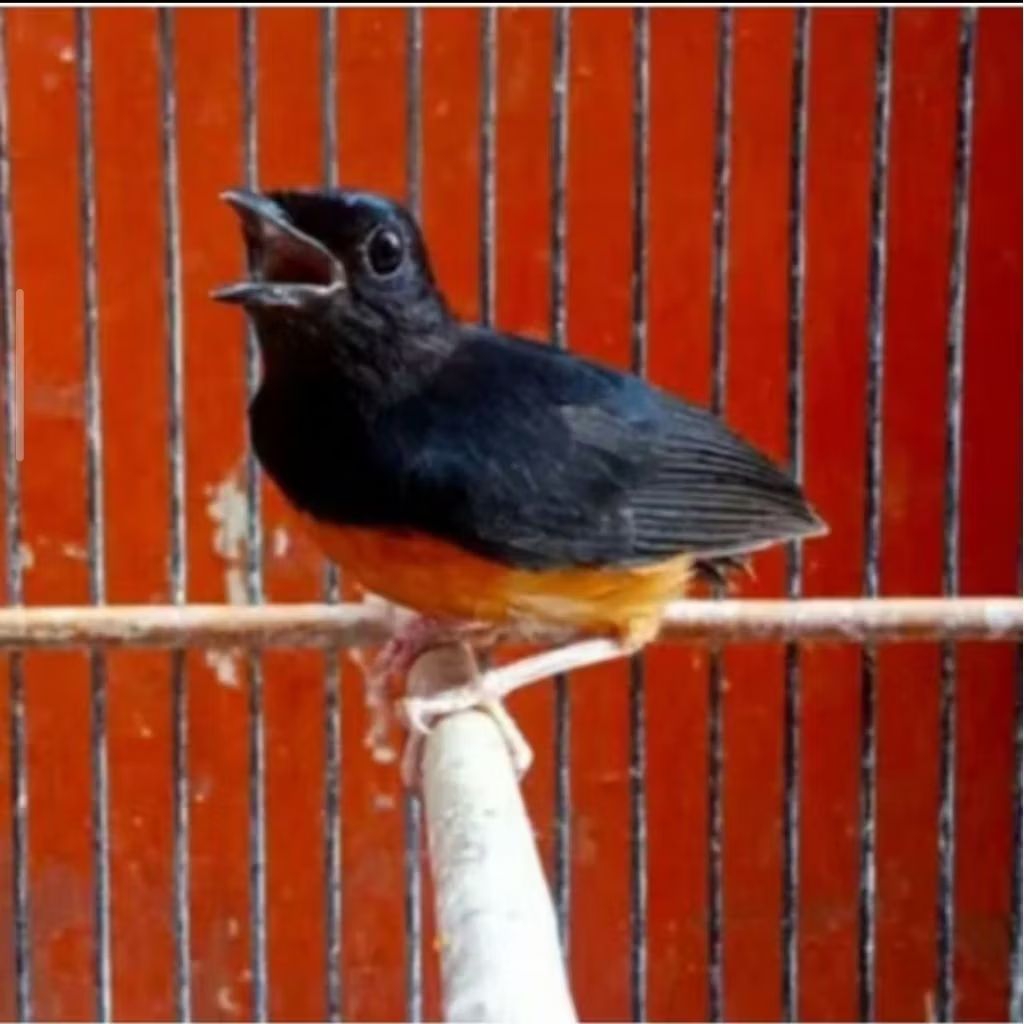 BURUNG MURAI MH BONDOL JANTAN