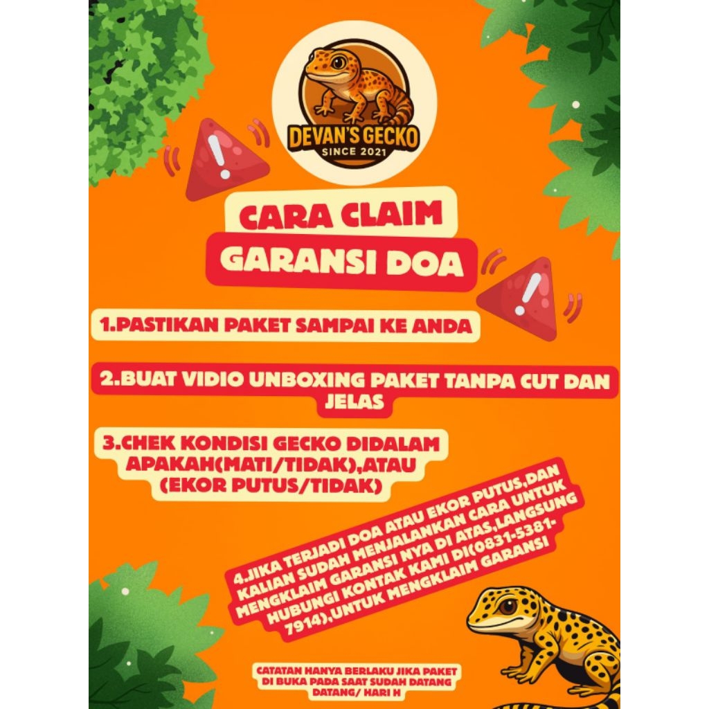 gecko leopard dewasa(proven) Siap kawin