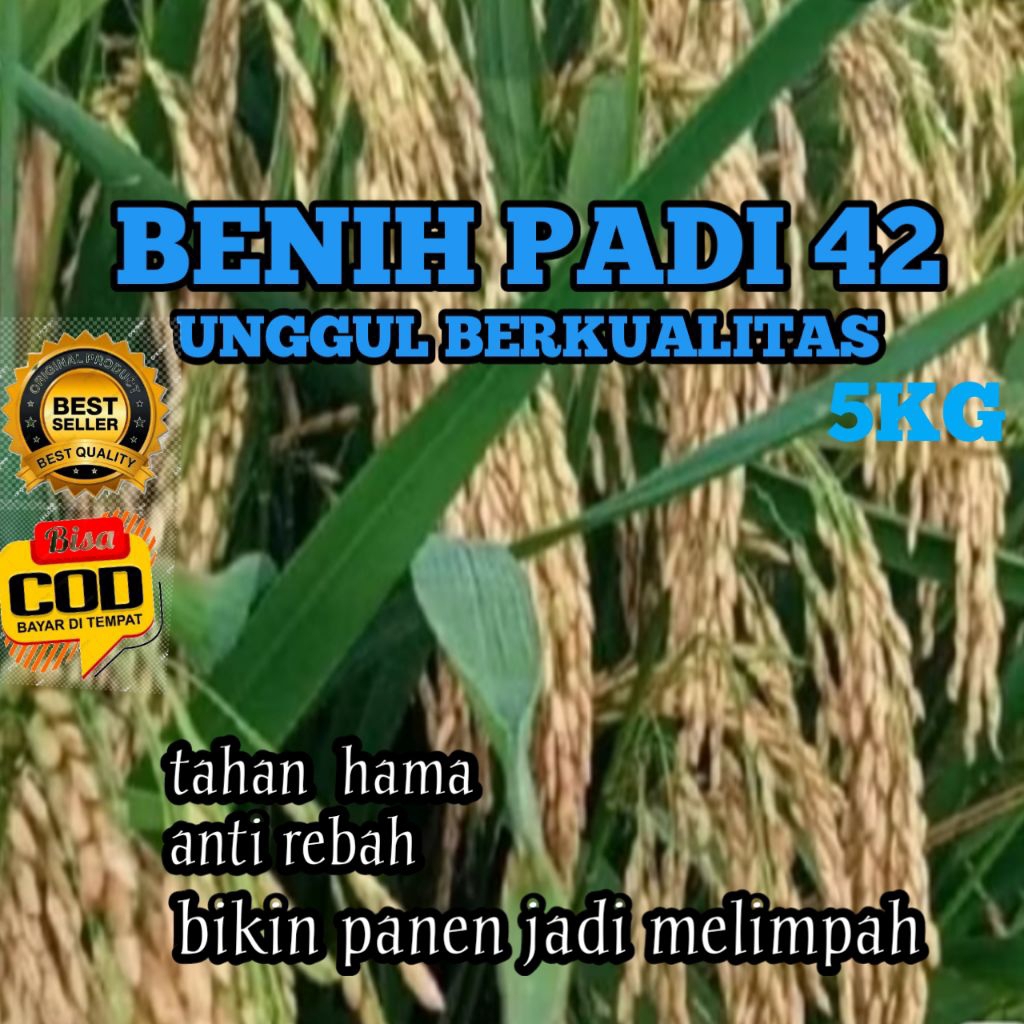 BENIH PADI INPARI 42 UNGGUL BERKUALITAS KEMASAN 5KG