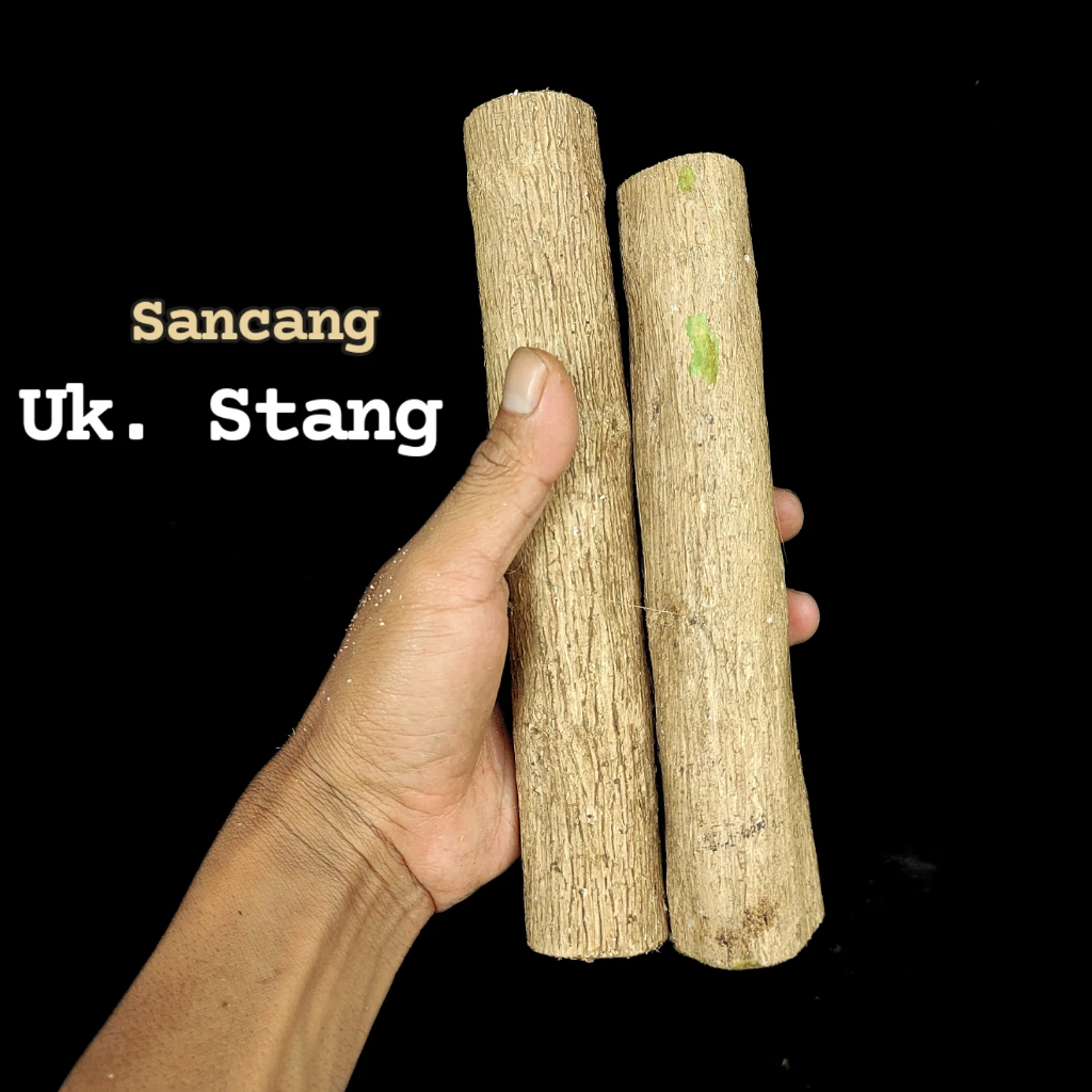 Setek Stek Sancang Besar Fresh Ukuran Setang Motor. Stek Tanaman Hias dan Bibit Bonsai Sancang