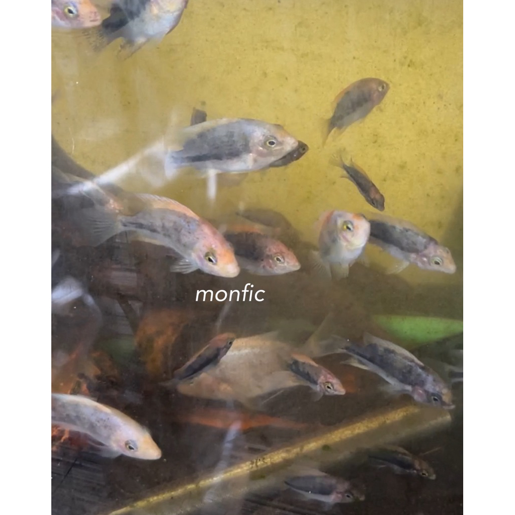 Vieja Fenestratus Marble Pure 5cm