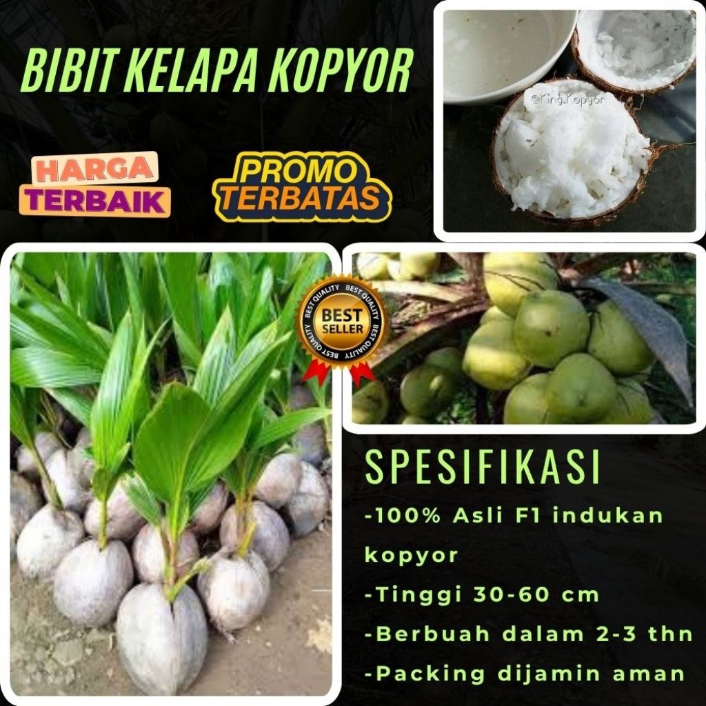KUALITAS TERBAIK  Bibit Kelapa Kopyor Kultur Jaringan