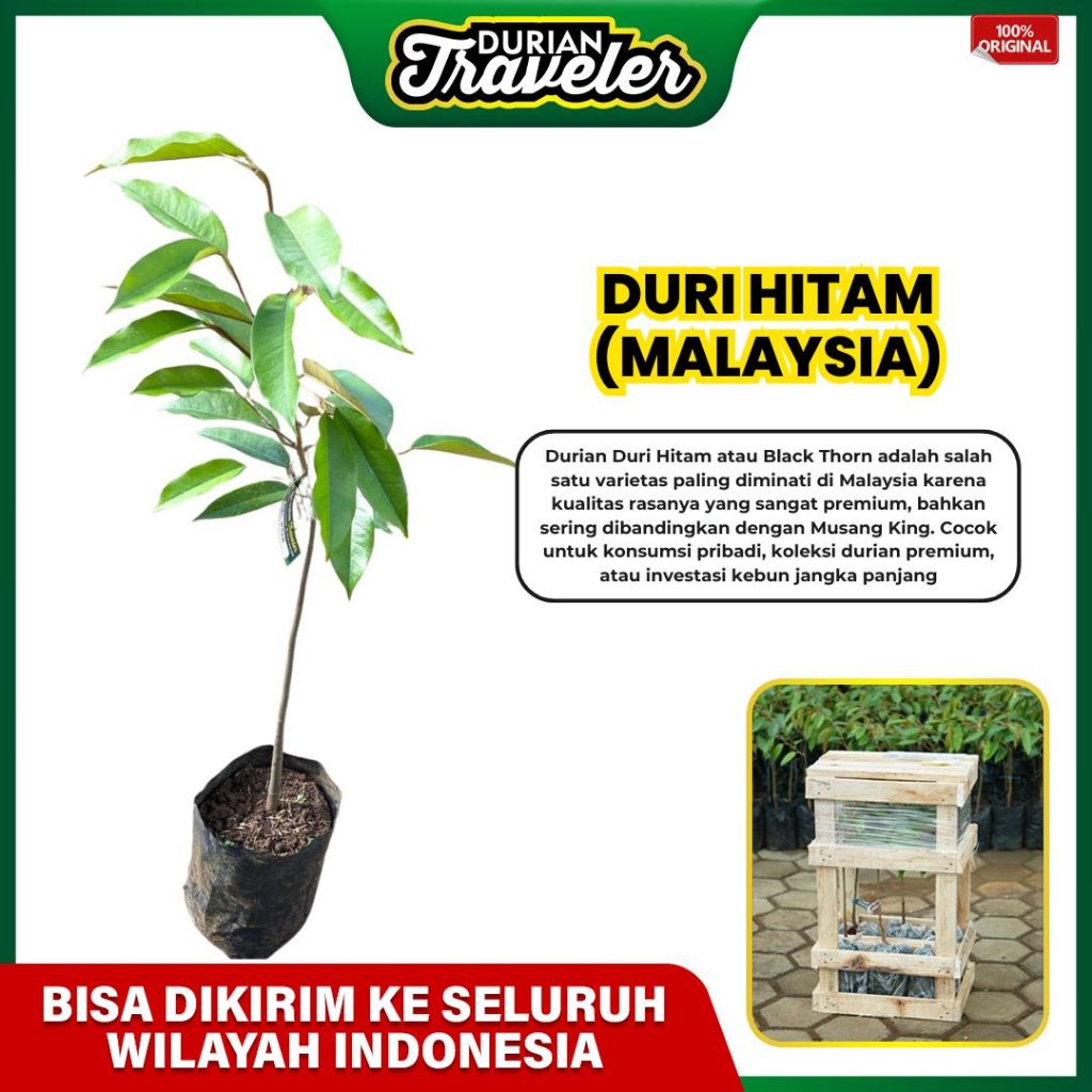 Durian Traveler Bibit Durian Black Thorn Duri Hitam – Unggul & Berkualitas