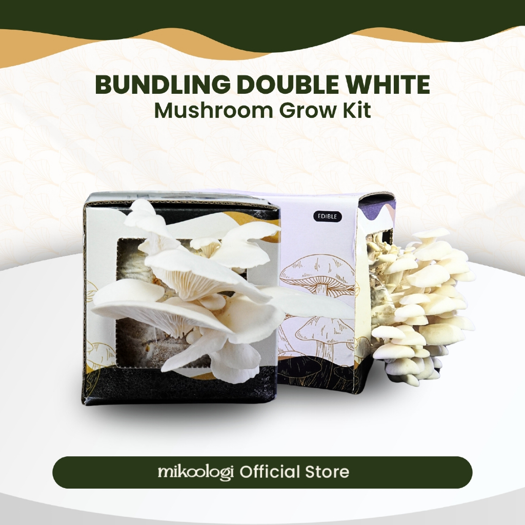 Bundling Double White - Mikoologi Mushroom Grow Kit - Hiasan Edukasi Eksplorasi Anak Dekorasi