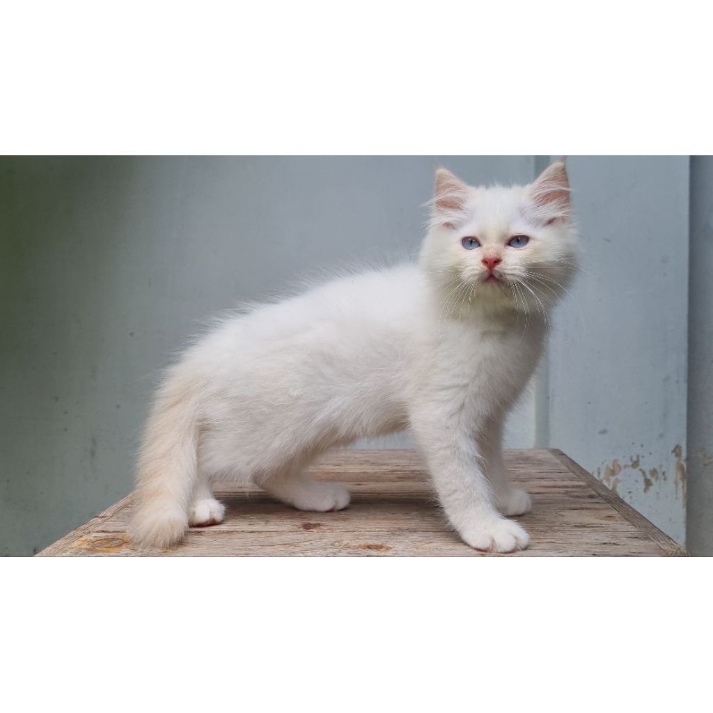 KUCING PERSIA MEDIUM JANTAN 2 BULAN HIMALAYA RED POINT