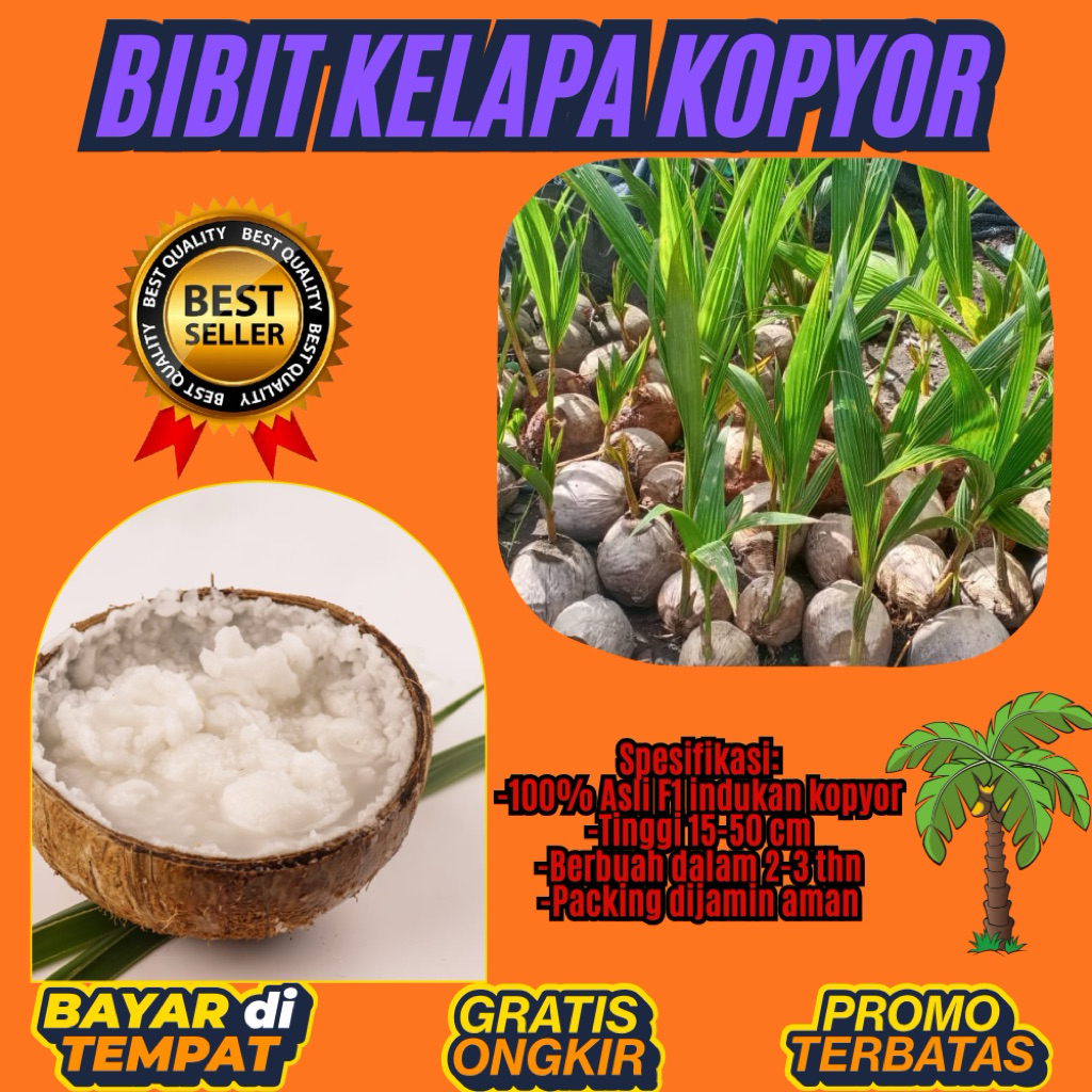 PROMO  Bibit Kelapa Kopyor, Bibit Kelapa Kopyor Asli, Bibit Kelapa Kopyor Bersertifikat