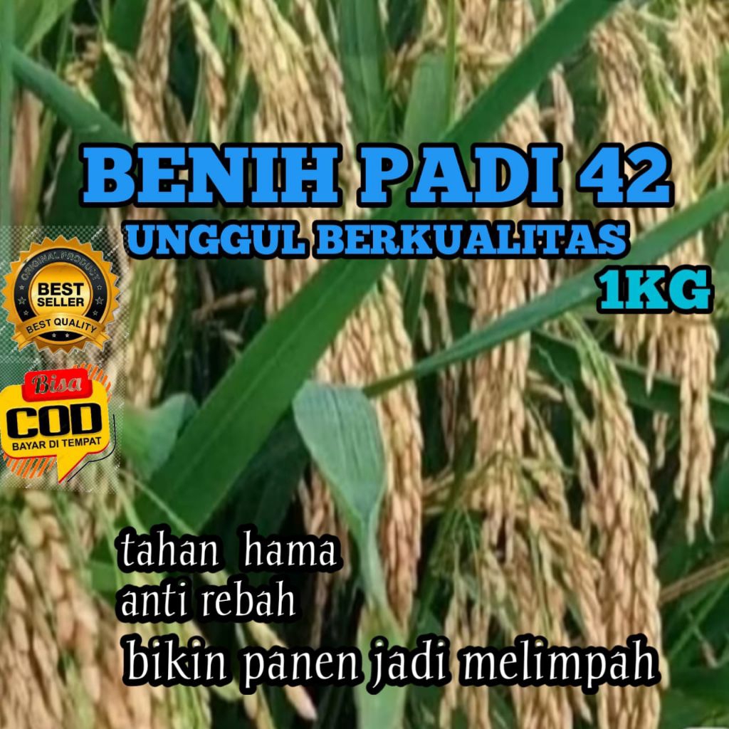 BENIH PADI INPARI 42 UNGGUL BERKUALITAS KEMASAN 1KG
