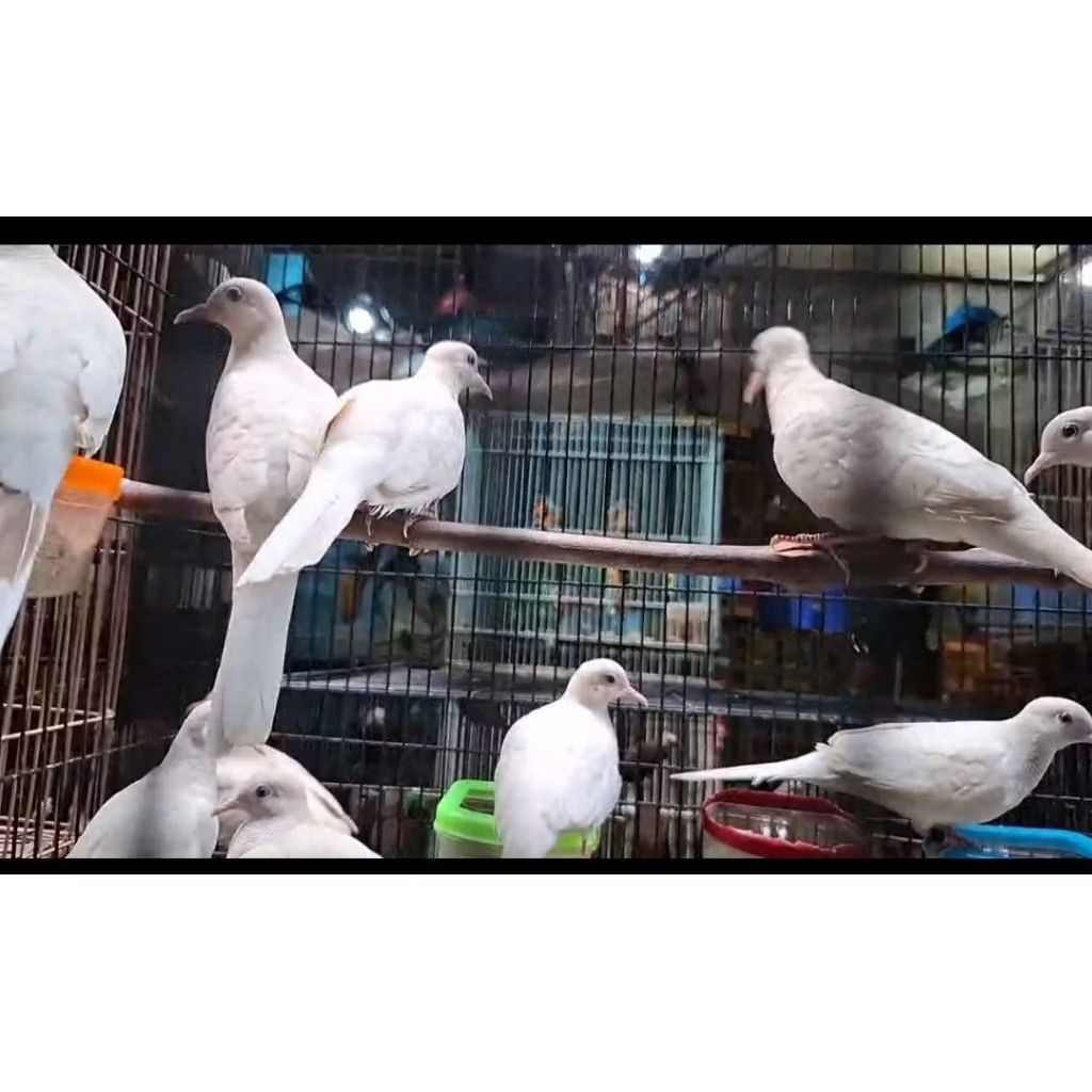 BURUNG PERKUTUT PUTIH MATA MERAH