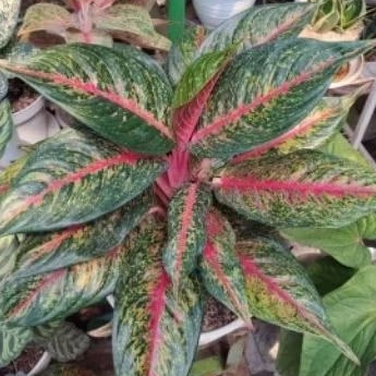 Aglaonema Hot Lady