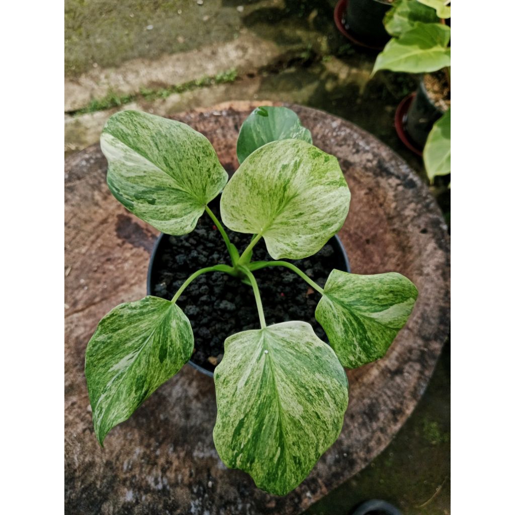 Tanaman Homalomena pendula variegata mint