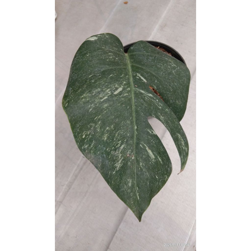 monvar 1daun pancing 1mata tunas