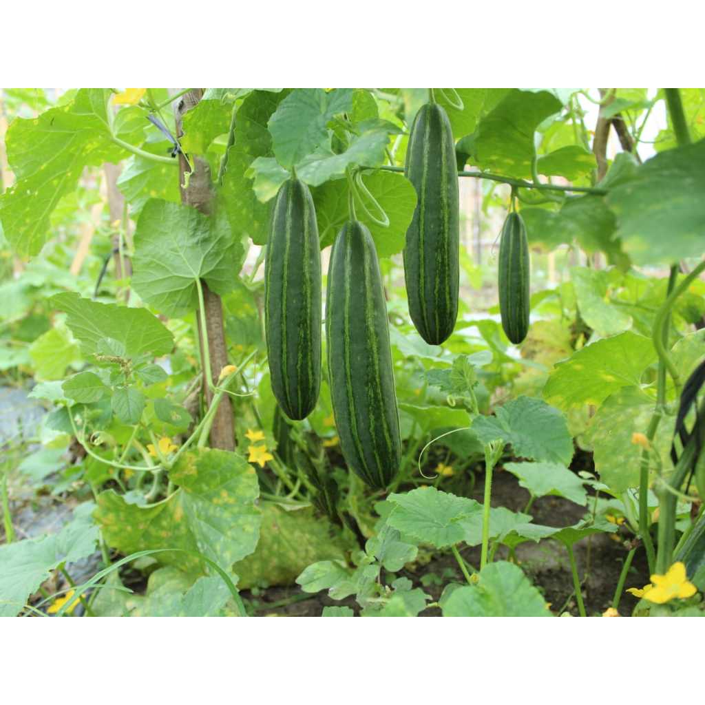 PASTI BONUS - Bibit Timun Krai