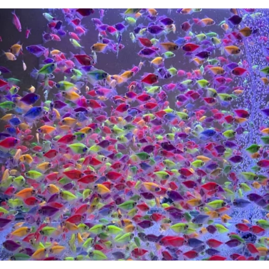 Ikan Glow Fish Paket Mix 10ekor