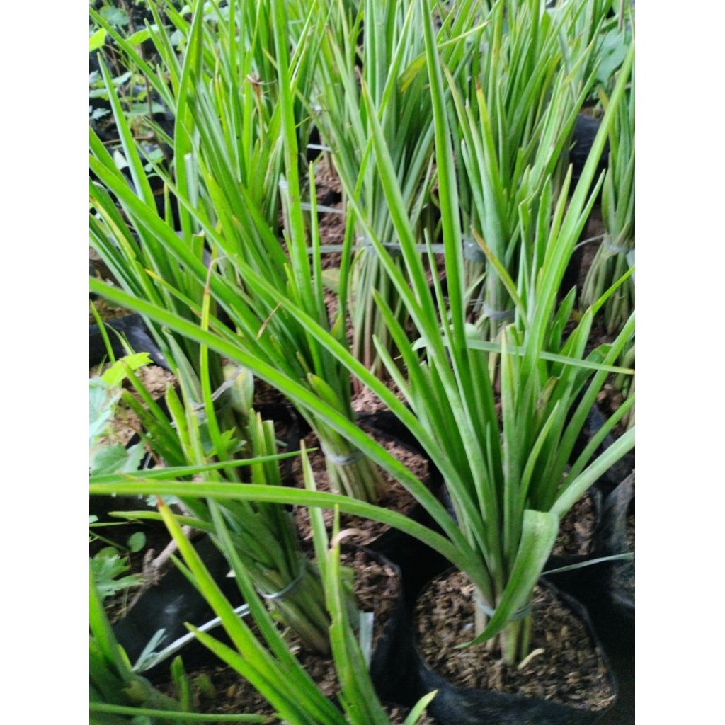 bibit pohon sedap malam bunga sedap malam