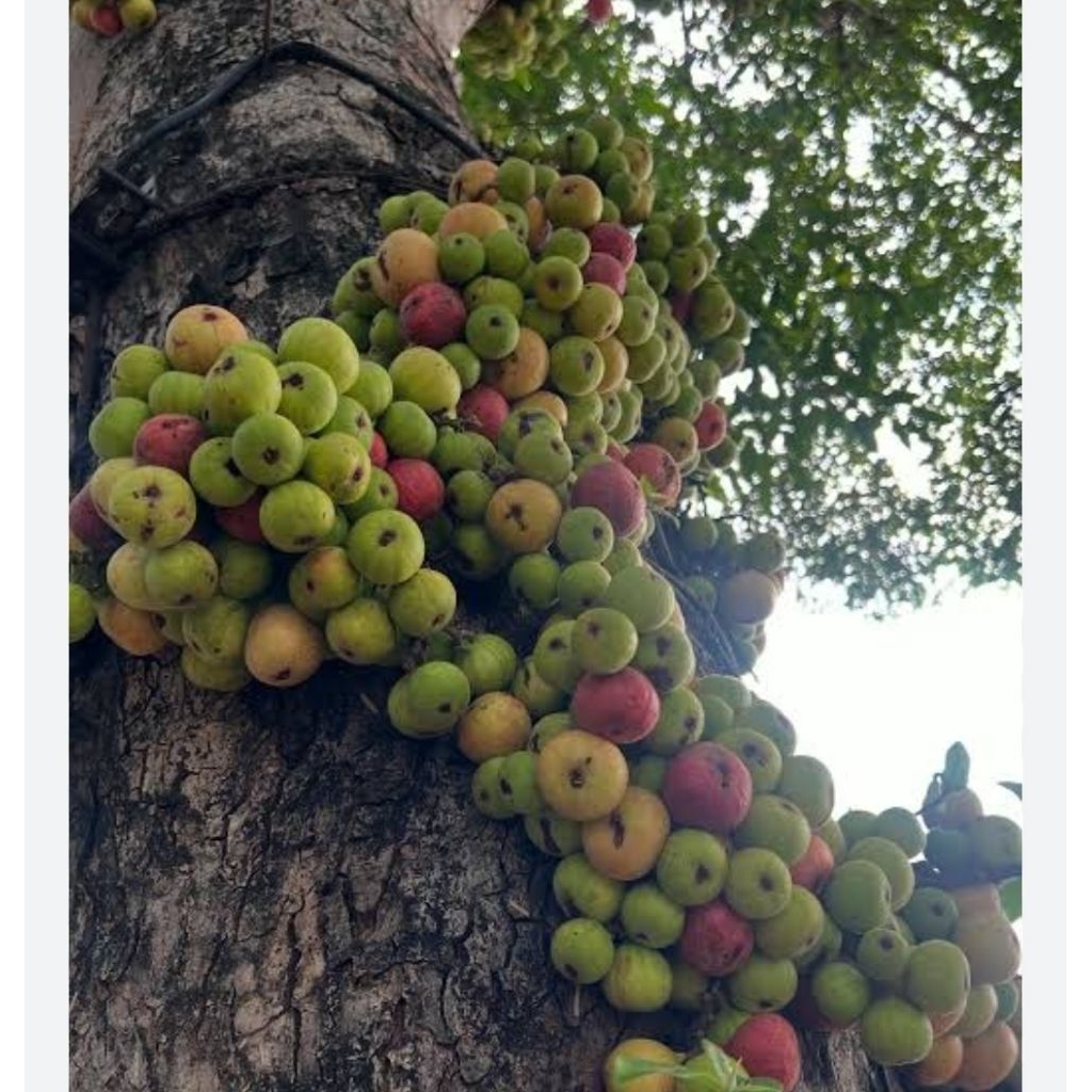 Buah Ara/Buah Loa 1kg