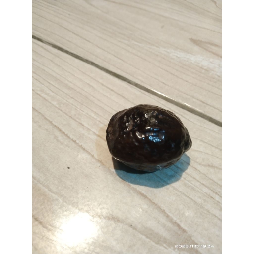 Kemari Muncang aduan jenis JAYANTI GOGOG ORI