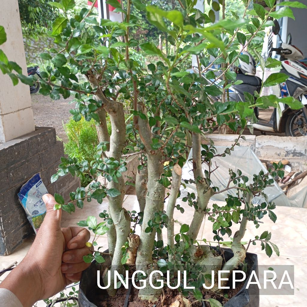 BONSAI SERUT GROUPING