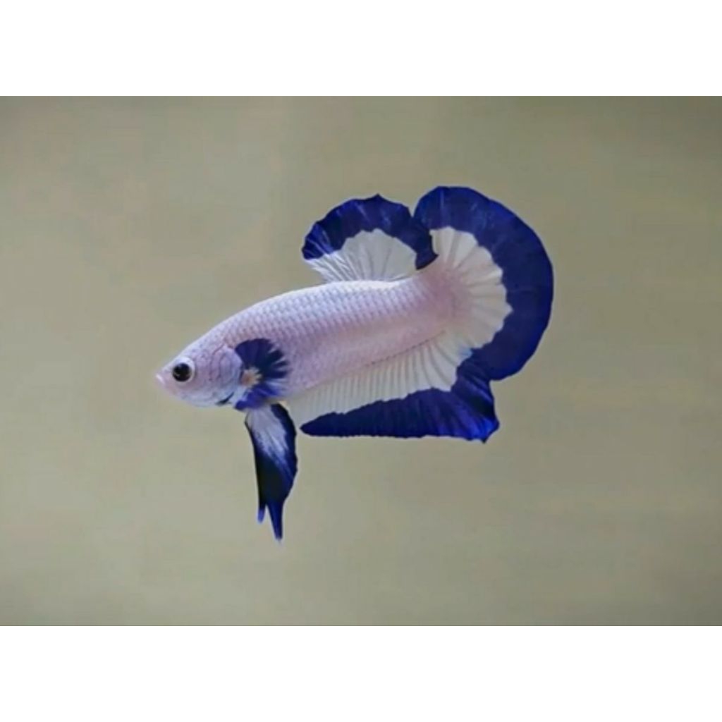 Cupang Blue Rim | Ikan Hias Blue Rim