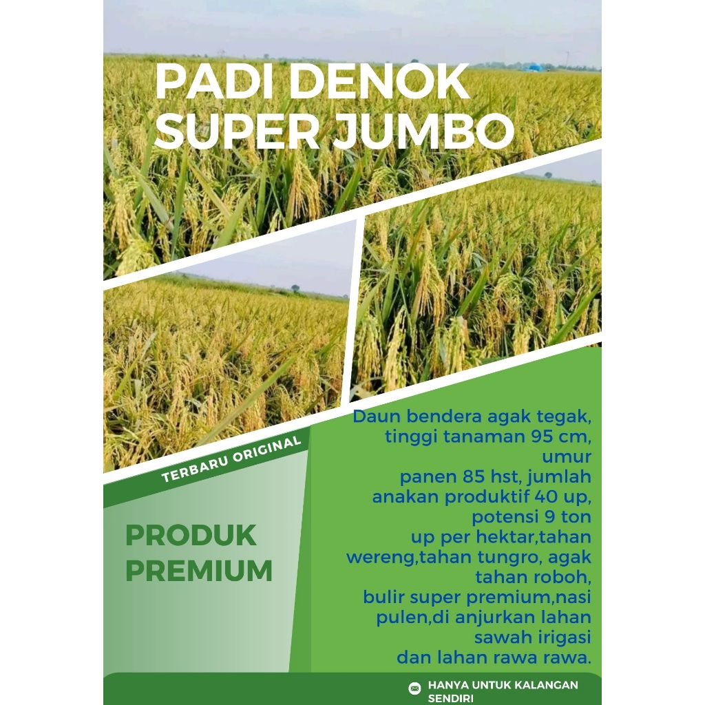 Padi DENOK SUPER  Kemasan 1 Kg
