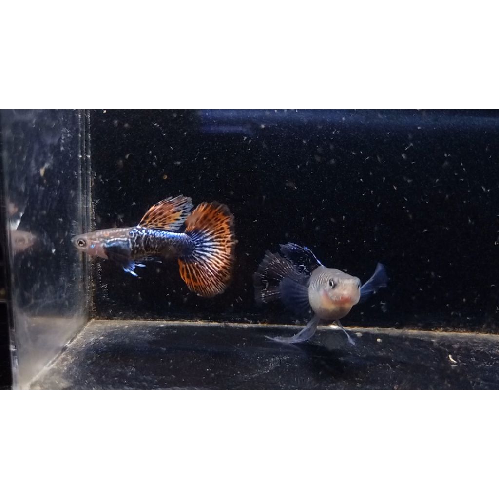 hiasan aquarium paketan ikan Guppy