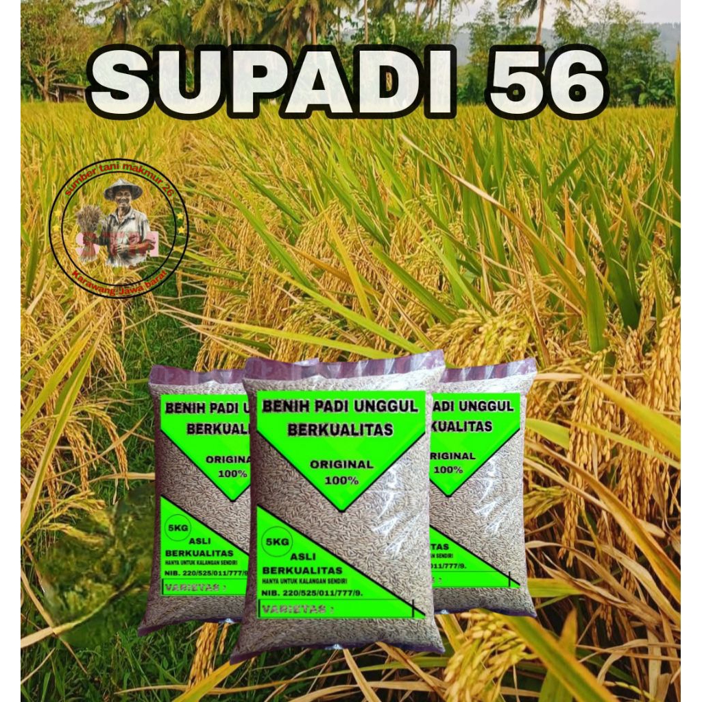 BENIH PADI SUPADI 56 HIBRIDA 5KG