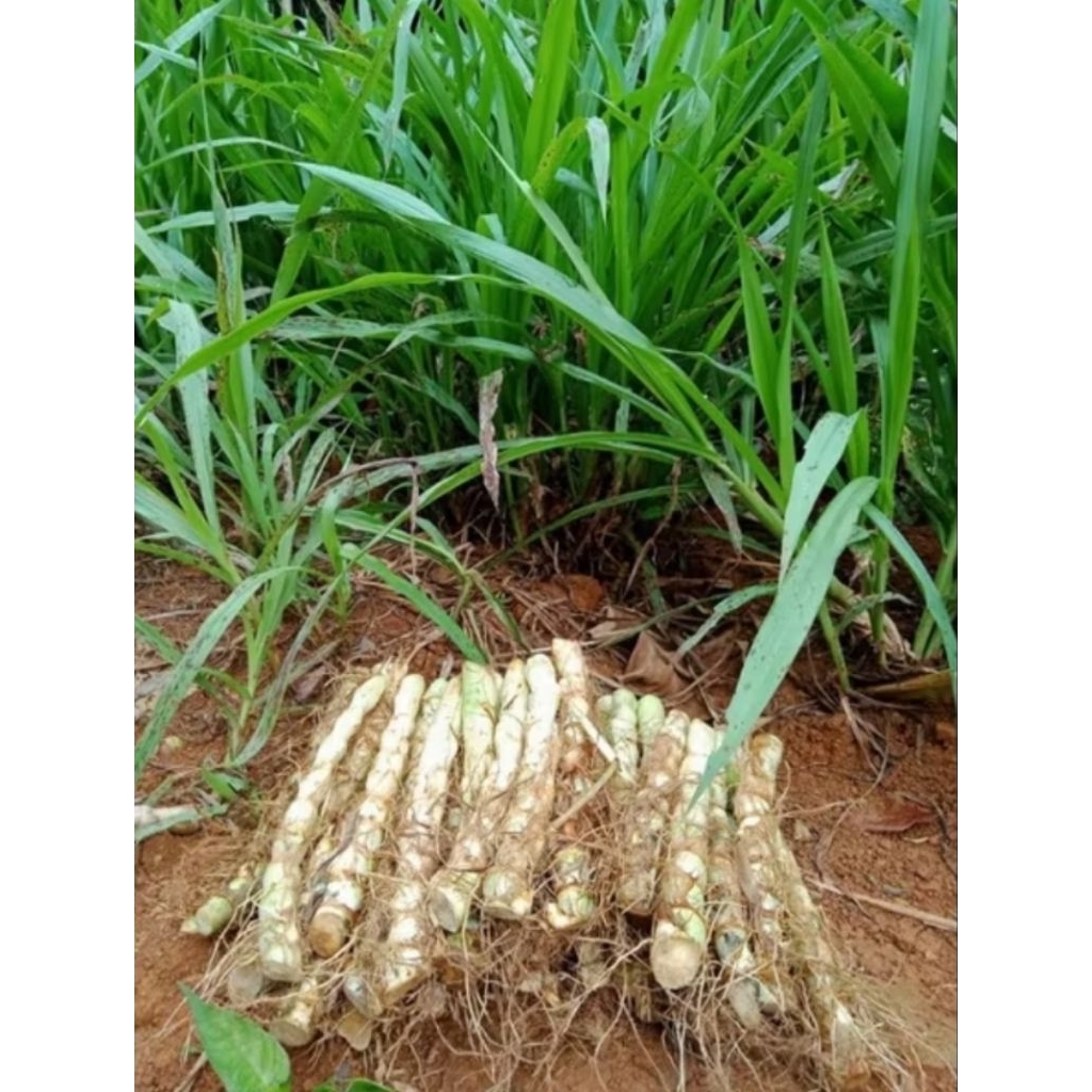 bibit rumput odot super pakan ternak rumput pakan kambing pakan sapi pakan kelinci