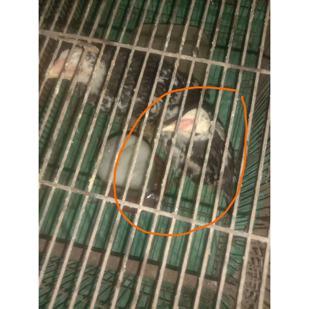 anakan ayam ekor lidi 2,5 bulan