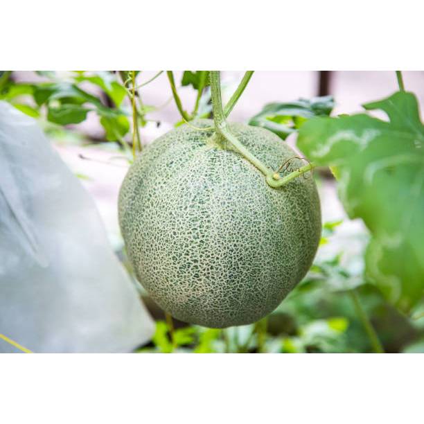 PASTI BONUS - Bibit Melon Madu Hijau